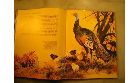 Les oiseaux et leurs petits M. Bizet