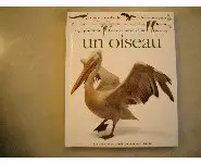 Un oiseau/Qui suis-je?