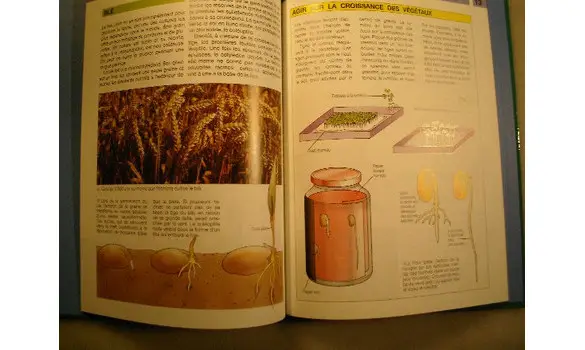 Des graines aux plantes/Dr Jeffrey