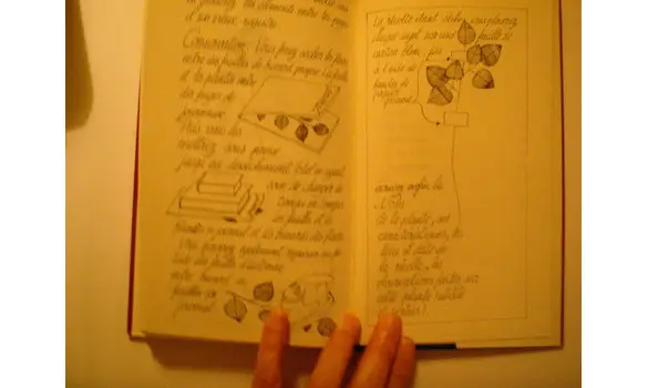 Le renard dans l'île