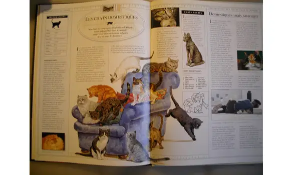 Les félins et les chats sauvages